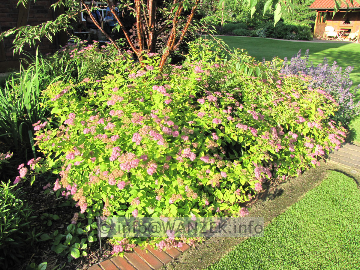 Spiraea japonica Goldflame 06.JPG